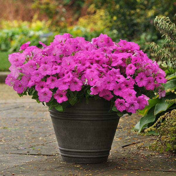 Easy Wave® Neon Rose Container 2