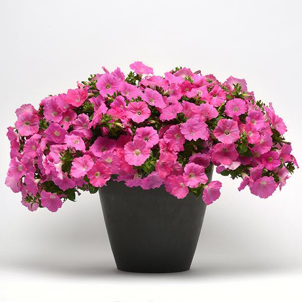 Easy Wave® Pink Container 2