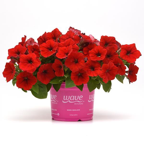 Easy Wave® Red Pot