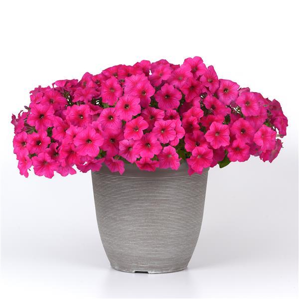 Easy Wave® Rose Container 1