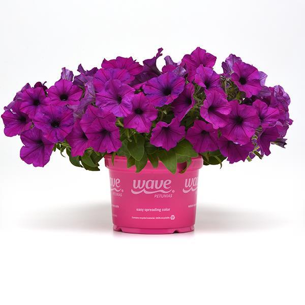 Easy Wave® Violet Pot