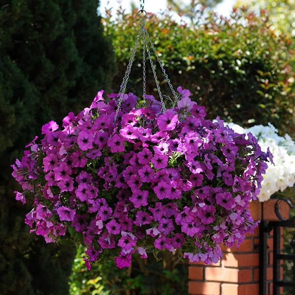 Easy Wave® Violet Container 1