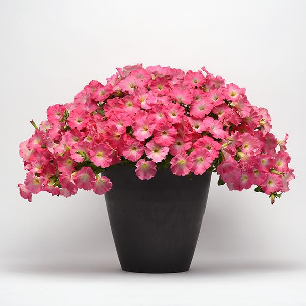 Easy Wave® Rosy Dawn Container 2
