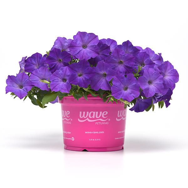 Easy Wave® Lavender Sky Blue Pot