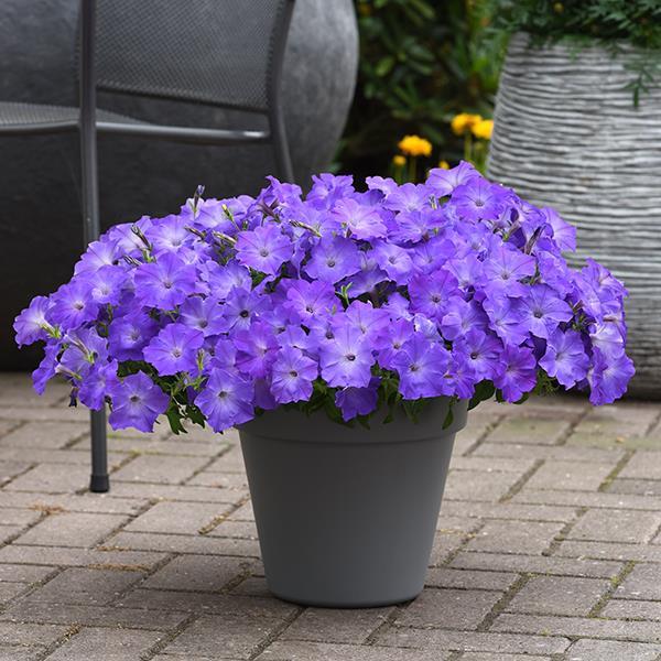 Easy Wave® Lavender Sky Blue Container 1