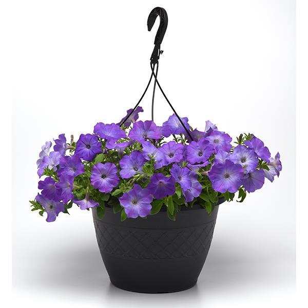 Easy Wave® Lavender Sky Blue Container 2