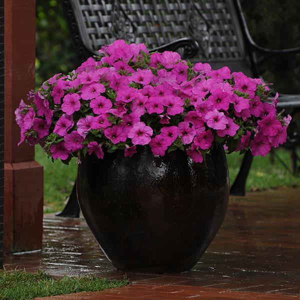 Easy Wave® Neon Rose Container 1