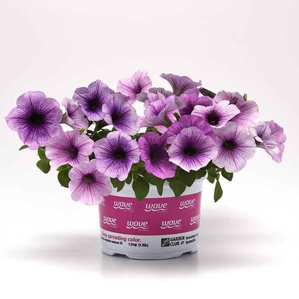 Easy Wave® Plum Vein Pot