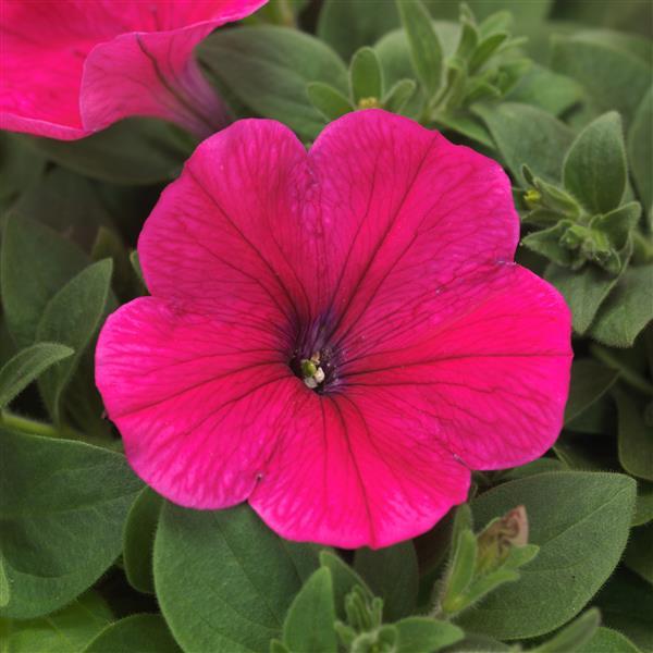 Easy Wave® Rose Project