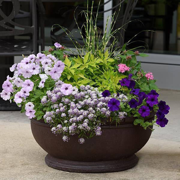 Easy Wave® Silver Project