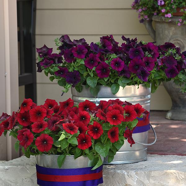 Easy Wave® Burgundy Velour Project