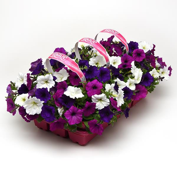 Easy Wave® Great Lakes Mixture Pot