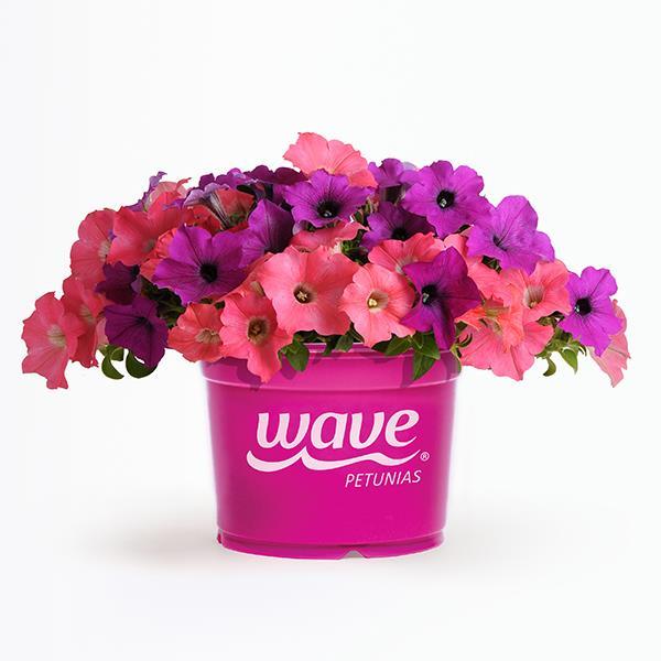 Easy Wave® Opposites Attract Mixture Pot