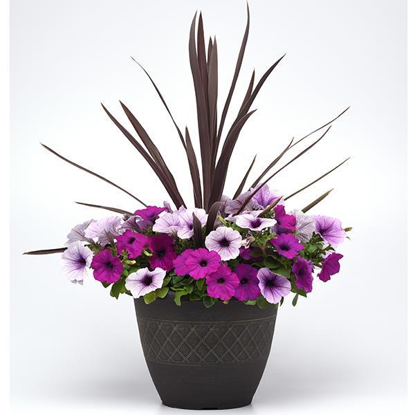 Easy Wave® Plum Pudding Mixture Project