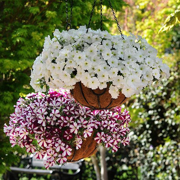 Easy Wave® Starfish Mixture Container 2