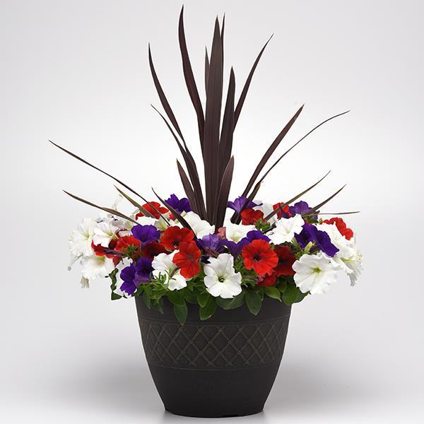 Easy Wave® The Flag Mixture Project