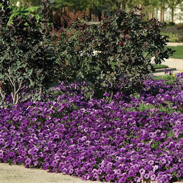 Easy Wave® Blue Landscape