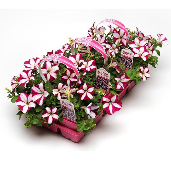Easy Wave® Burgundy Star Pot