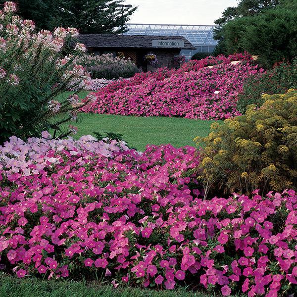 Easy Wave® Pink Landscape