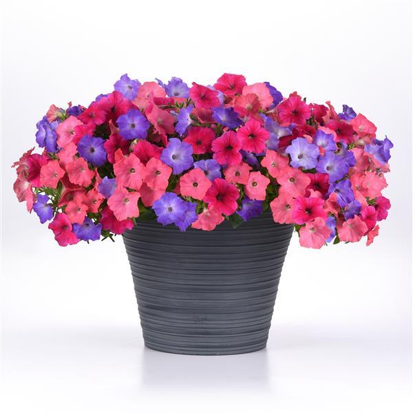Easy Wave® Rose Container 2