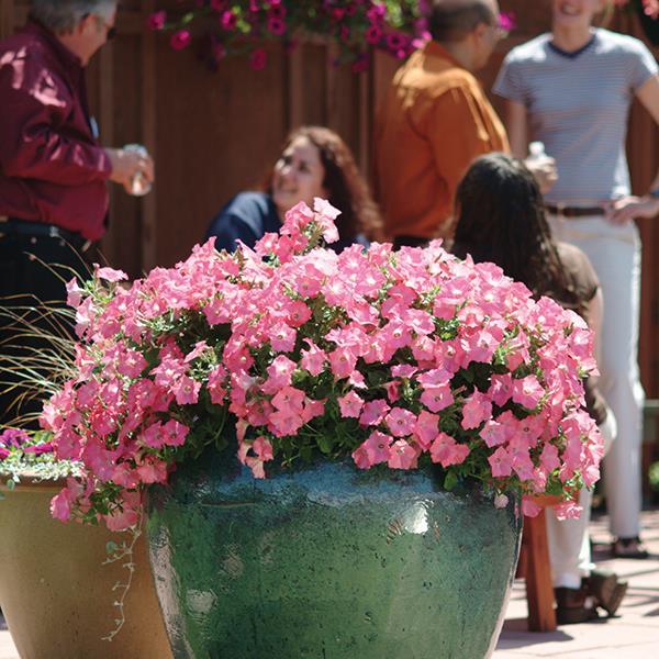 Easy Wave® Coral Reef Container 2