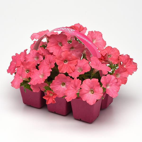 Easy Wave® Rosy Dawn Pot