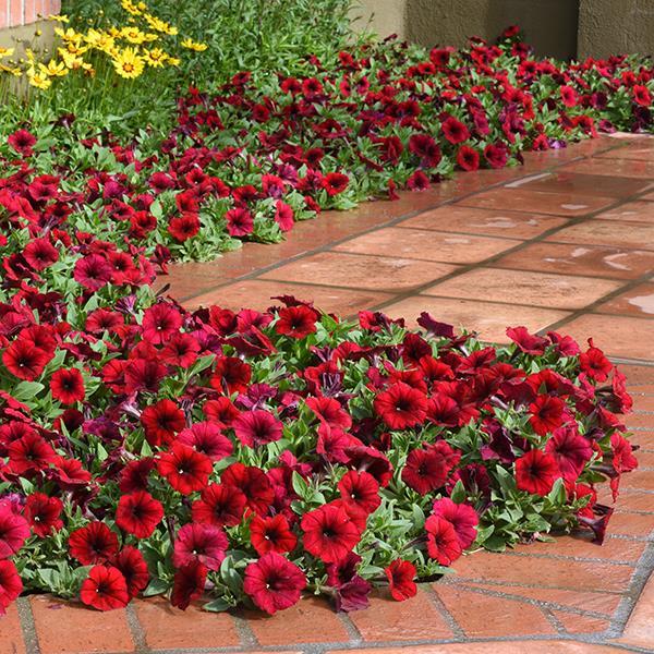 Easy Wave® Red Velour Landscape