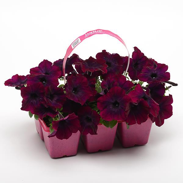 Easy Wave® Burgundy Velour Pot