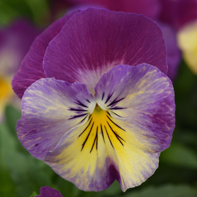 Cool Wave® Pansy bloom