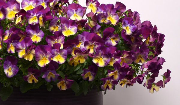 Cool Wave® Pansy in pot