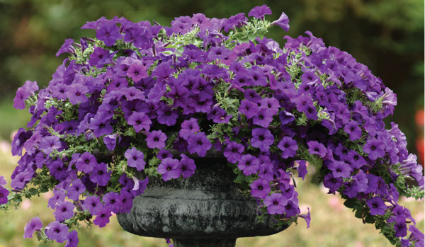 Easy Wave® Petunia