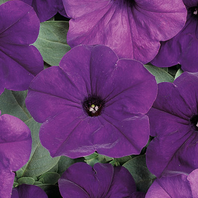 Easy Wave® Petunia