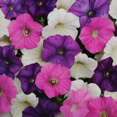 Shock Wave® Petunia