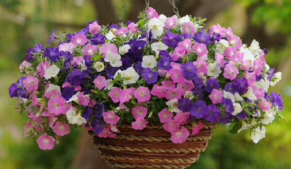 Shock Wave® Petunia