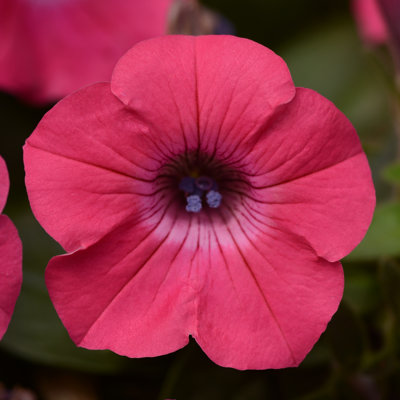 Tidal Wave® Petunia bloom