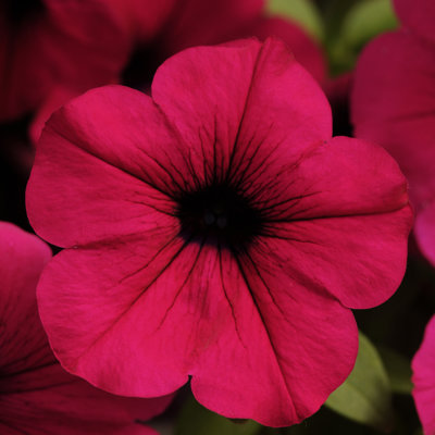 Wave® Petunia