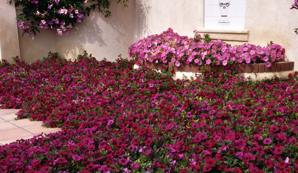 Wave® Petunia