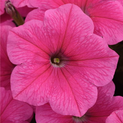 Easy Wave® Petunia