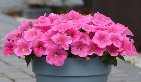 Easy Wave® Petunia