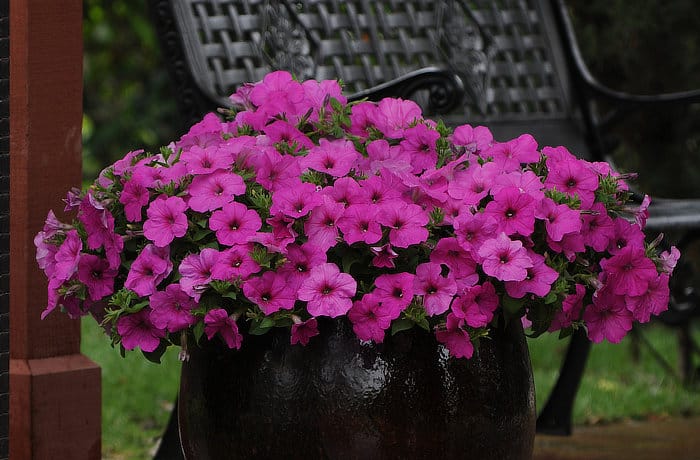 Petunia Care Tips