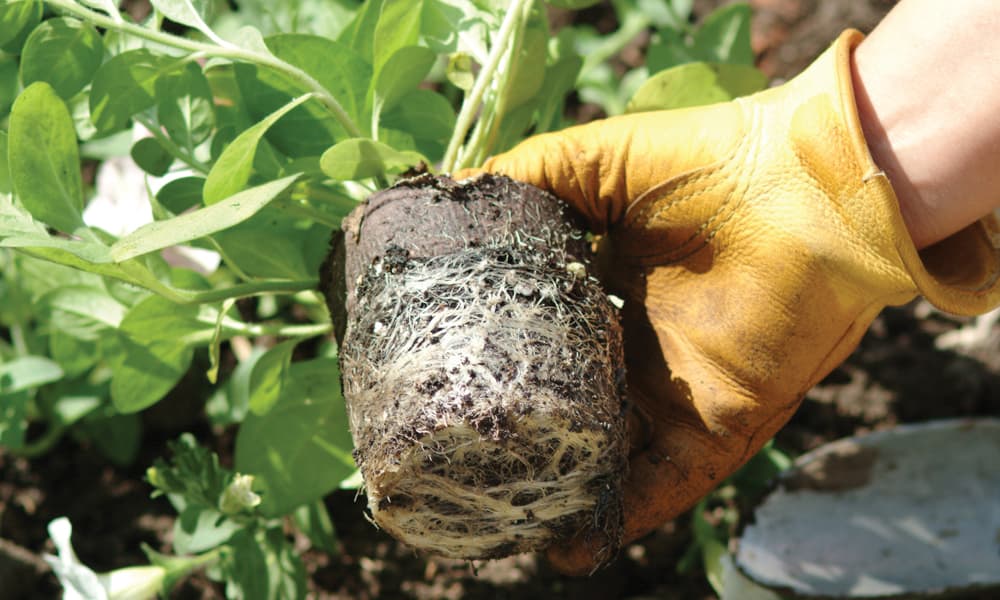 Photo of plant rooting